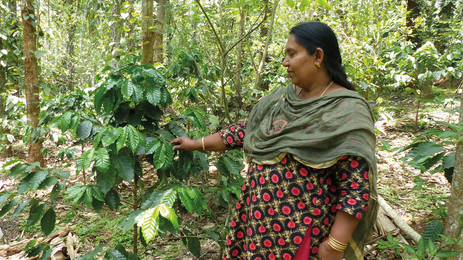 Cacaoyer agroforesterie cooperative FTAK au Kerala - chocolat noir 77% Inde